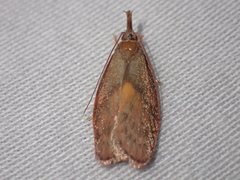 Enchocrates glaucopis
