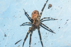 Acanthoctenus