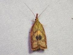 Enchocrates glaucopis