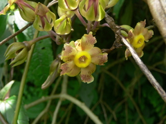 Prestonia portobellensis