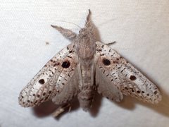 Sympycnodes digitata