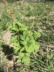 Rubus neomexicanus