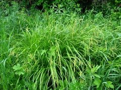 Carex arnellii