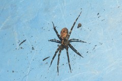 Acanthoctenus
