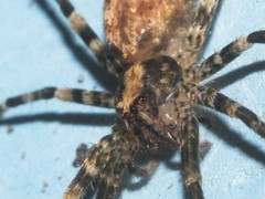 Acanthoctenus