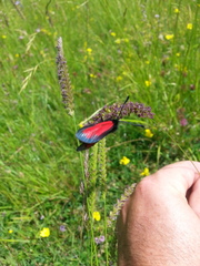 Zygaena purpuralis