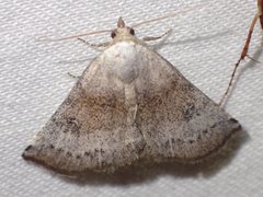 Mataeomera mesotaenia