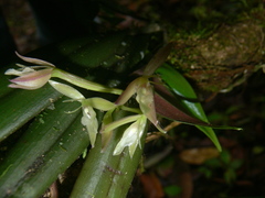 Epidendrum filamentosum