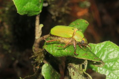 Chrysina antonkozlovi