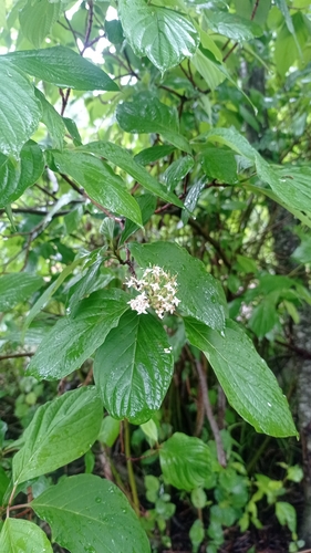 Cornus alba