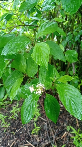Cornus alba