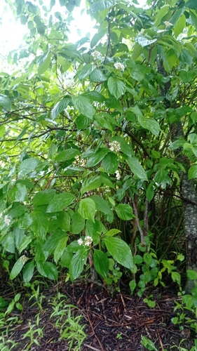 Cornus alba