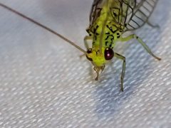 Calochrysa extranea