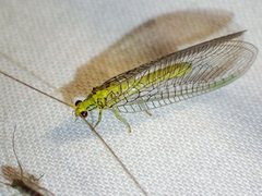 Calochrysa extranea