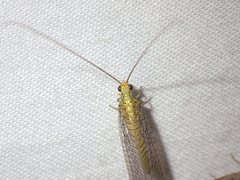 Calochrysa extranea