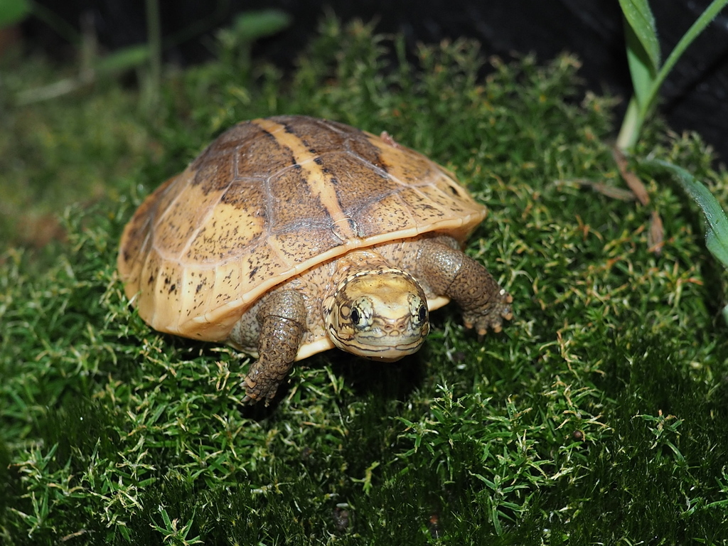 Cuora picturata