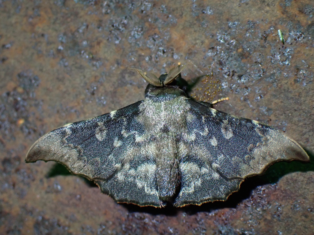Lacosoma syrinx