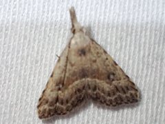 Trigonistis asthenopa