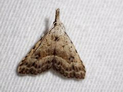 Trigonistis asthenopa