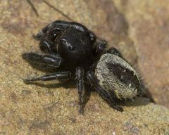 Phidippus purpuratus