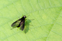 Chrysopilus connexus