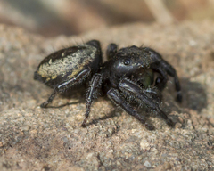 Phidippus purpuratus