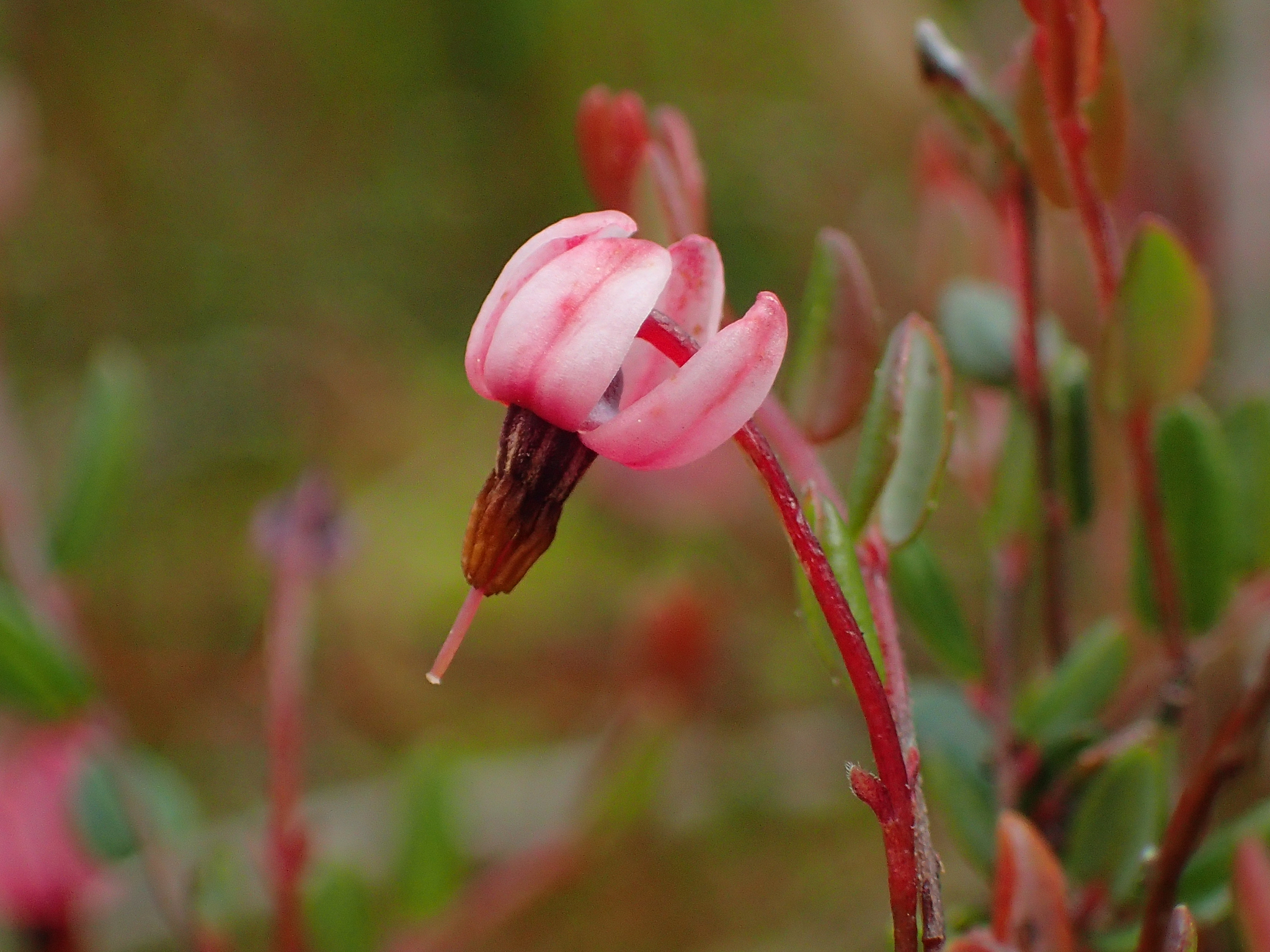 bog cranberry (Vaccinium oxycoccos) · iNaturalist