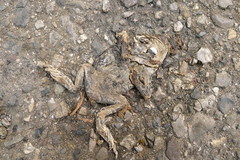 Bufotes viridis balearicus