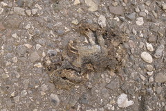 Bufotes viridis balearicus