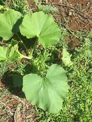 Cucurbita maxima