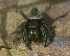 Phidippus purpuratus