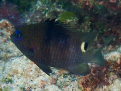 Whitebar Gregory photo 2