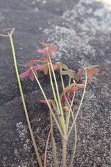 Oxalis livida