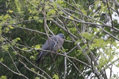 Columba palumbus