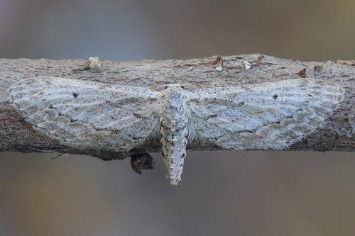 Idaea longaria