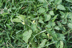 Physalis minima