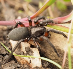 Gnaphosa lucifuga