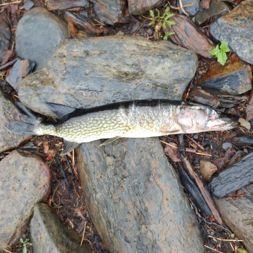 Esox niger