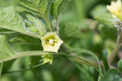 Physalis minima