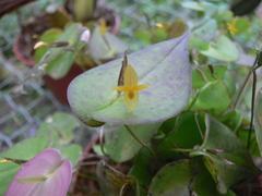 Pleurothallis prolaticollaris