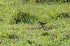Alauda gulgula coelivox