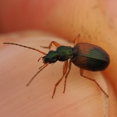 Anchomenus dorsalis