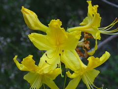 Rhododendron luteum