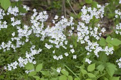 Cardamine pratensis