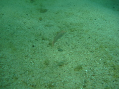 Halichoeres dispilus