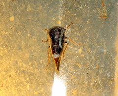 Cyrtolobus tuberosus