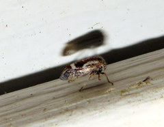Cyrtolobus tuberosus