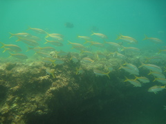 Mulloidichthys dentatus