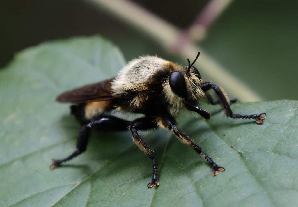 Laphria Grossa From Heritage Park, Mableton, Ga, Us On June 13, 2024 At 