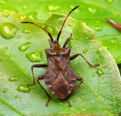Arkliarūgštinė kampuotblakė nuotrauka